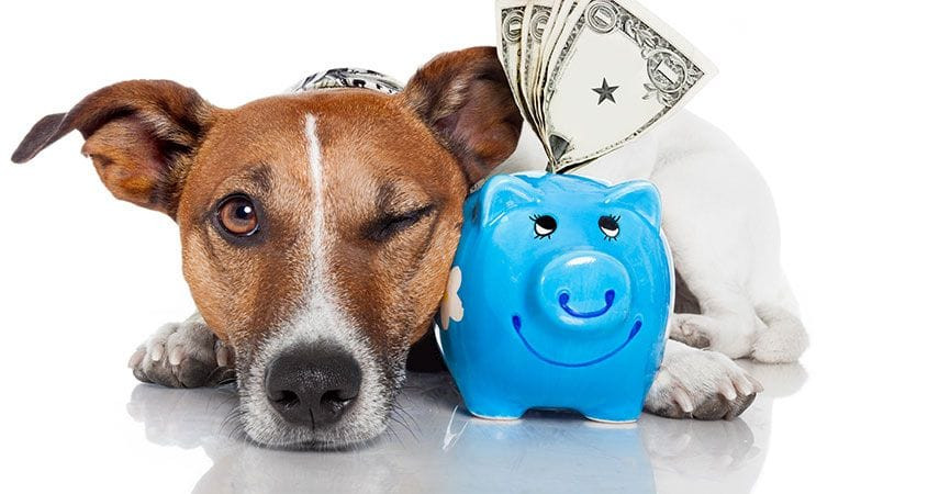 7 Simple Ways to Save Money on Pet Expenses