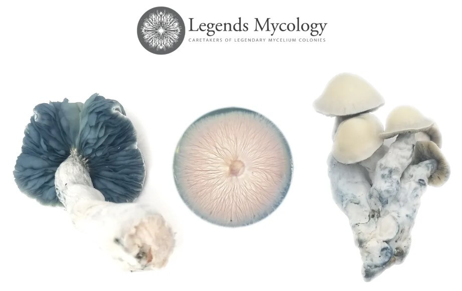 Golden Deals for Golden Teacher: Legends Mycology Coupon Codes Inside!