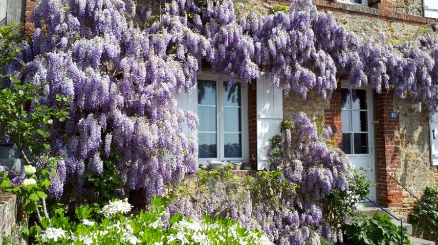 40+ Wisteria Balcony Decor Ideas to Create a Serene Outdoor Retreat